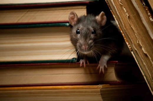Patkányirtás vadászgörénnyel: hatékony módszer a rágcsálók elleni harcban