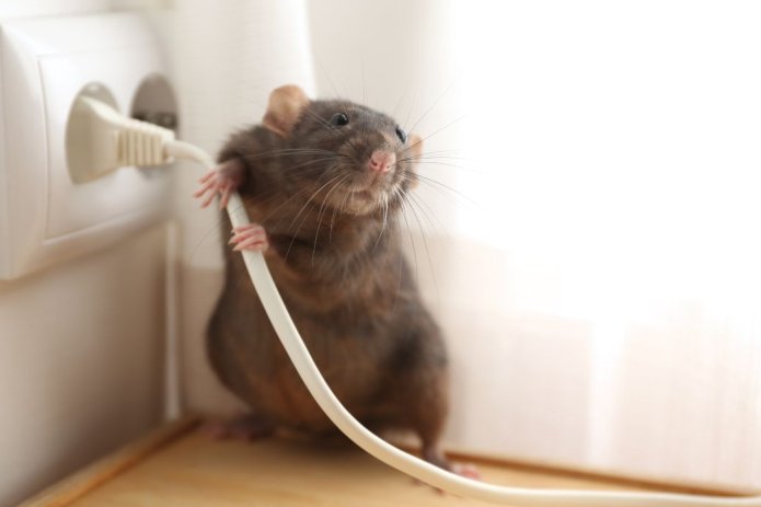 A kórokozók terjedésének megakadályozása patkányirtás során